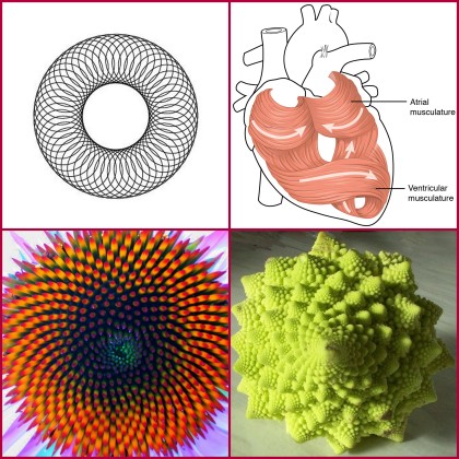 Spirals in Nature: Orbit of the Moon around the SUn; Heart myofibers; Spiral of seeds in Echinacea Flower; Broccoli